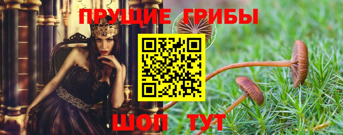 Псилоцибиновые грибы Cubensis Миллерово